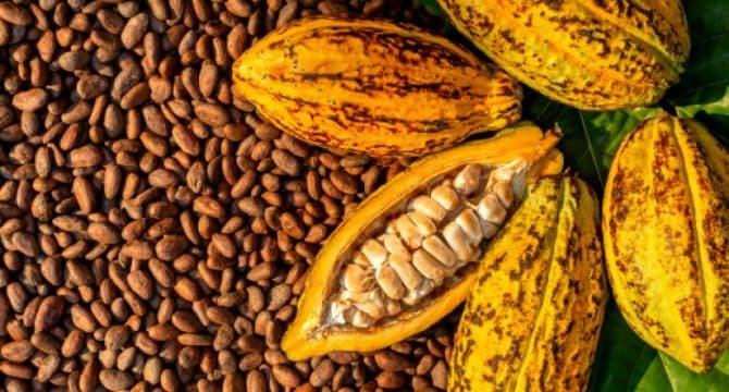 Côte d’Ivoire : Le prix bord champs du kg de cacao pour la campagne 2024-2025 passe à 1800 FCFA et celui du café à 1500 FCFA, des producteurs espéraient mieux
