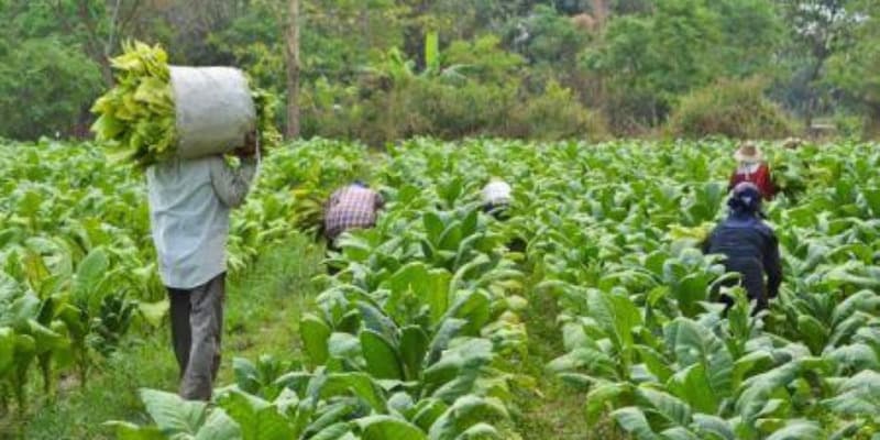 Production du tabac : Le Zimbabwe, premier exportateur africain ambitionne de produire 300.000 tonnes lors de la campagne 2024-2025