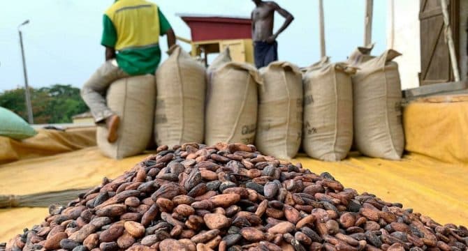 Trafic de cacao : La Côte d’Ivoire déploie des mesures fortes pour contrer la menace