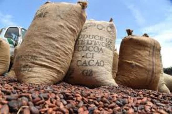 Côte d’Ivoire : Exportation frauduleuse de cacao, un manque à gagner de 350 milliards de FCFA pour l’État