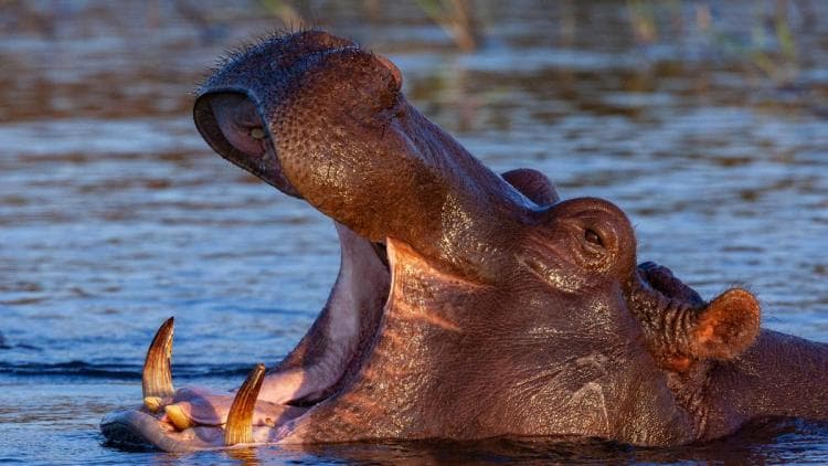 Côte d’Ivoire : Tragédie sur le fleuve Sassandra après l’attaque d’un hippopotame, 11 disparus