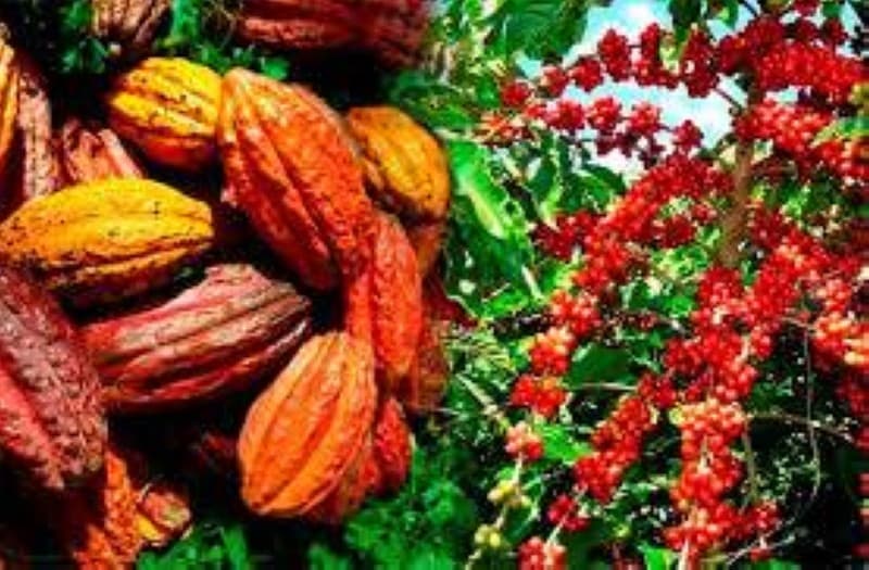 Côte d’Ivoire : Les prix du cacao et du café atteignent des niveaux historiques de 2 800 F cfa/kg et 1700 F cfa/kg, une bouffée d’oxygène pour les producteurs