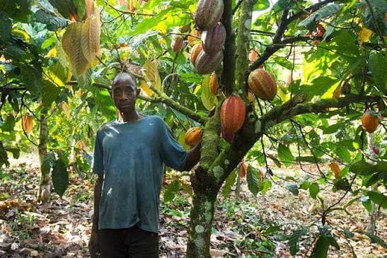 Côte d’Ivoire : Face à la pression internationale, les autorités généralisent la norme ARS 1000 pour garantir un cacao 100 % durable et traçable