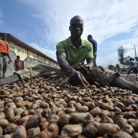 Côte d’Ivoire : Noix de cajou, le kilogramme recule à 400 Fcfa dans un marché mondial sous tension