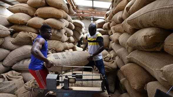 Côte d’Ivoire : Crise du cacao, gros désaccord entre les producteurs et l’État sur 100.000 tonnes de fèves invendus