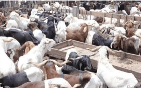 Burkina Faso : Les autorités suspendent l’exportation du bétail jusqu’à nouvel ordre