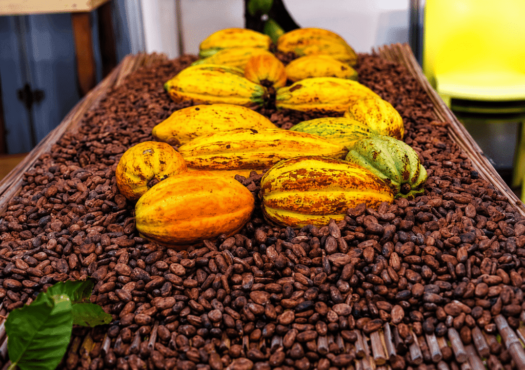 Côte d’Ivoire : Filière café-cacao, la BNI mobilise 300 milliards de FCFA pour soutenir les acteurs à l’orée de la campagne 2026-2027
