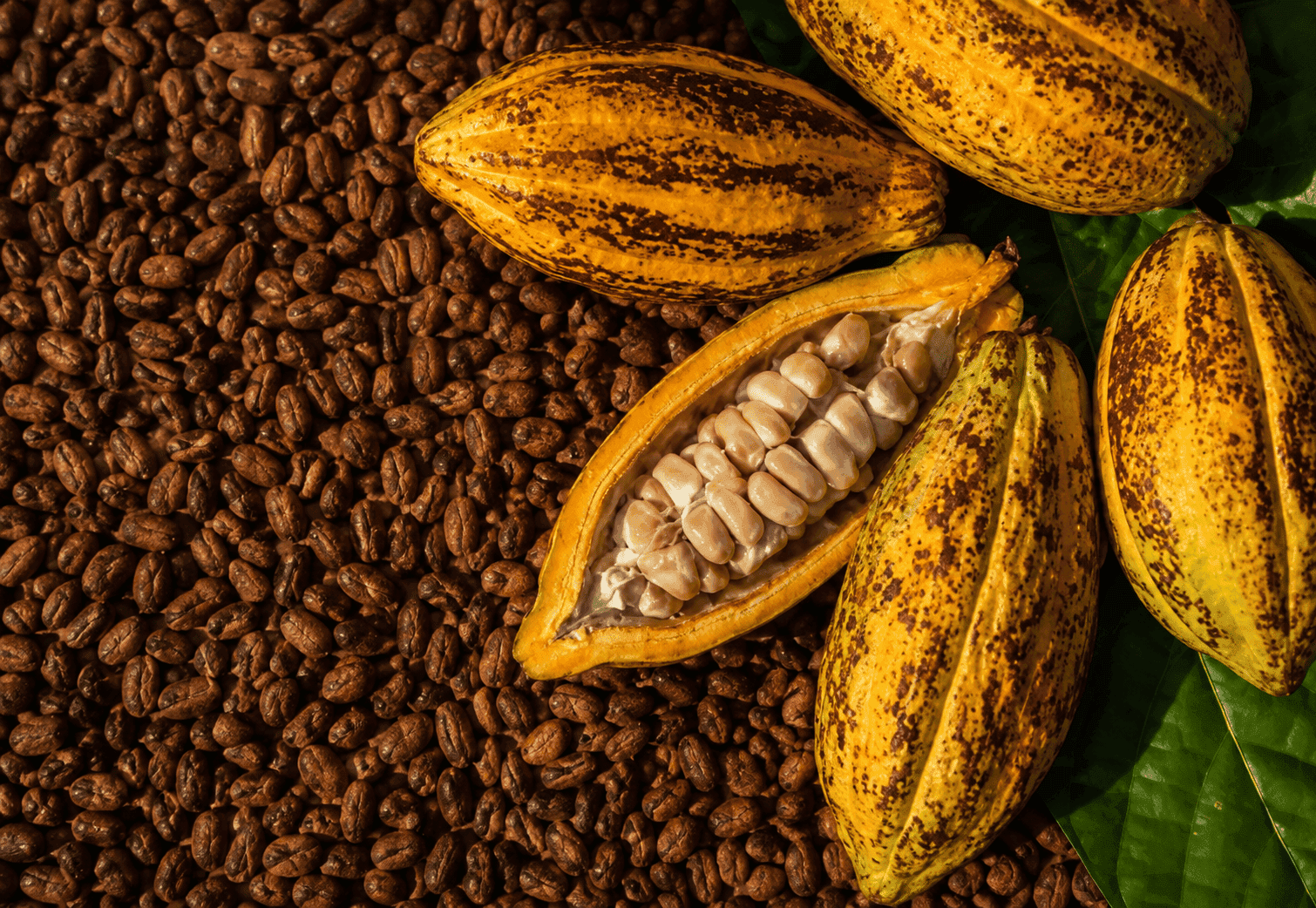 Côte d’Ivoire : Le cacao fixé à 1200 FCFA et le café à 1300 FCFA/kg pour la campagne 2026-2027
