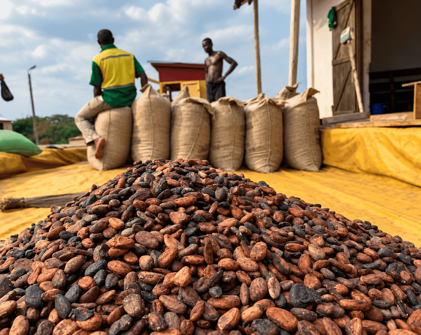Côte d’Ivoire : Un Institut du café et du cacao pour renforcer la compétitivité ivoirienne